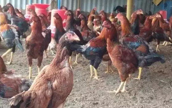 Country chickens